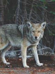 Transmigration: Feel