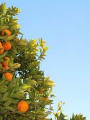 Spring fills Beijing