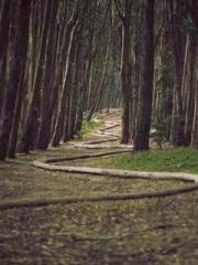 Yellow Spring Expres