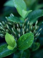 The Beloved Physicia