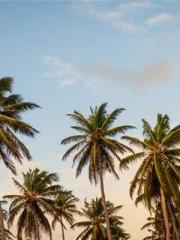 Become a big shot in