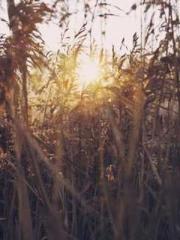 lt;lt;lt;The Peerles