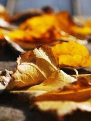 Jiang Mingzhu Zhou L