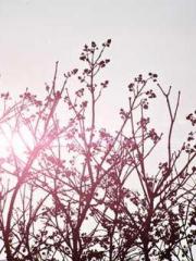 Super husband Lin Xi