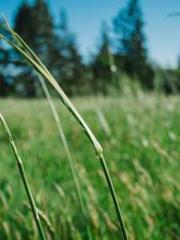 A Heavenly Gift: The