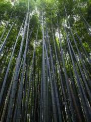 lt;Liang Yimo Cold N